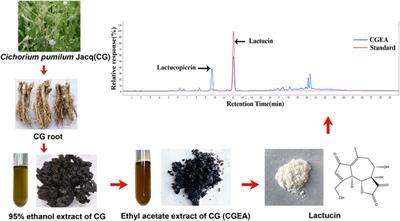 Cichorium pumilum Jacq Extract Inhibits LPS-Induced Inflammation via MAPK Signaling Pathway and Protects Rats From Hepatic Fibrosis Caused by Abnormalities in the Gut-Liver Axis